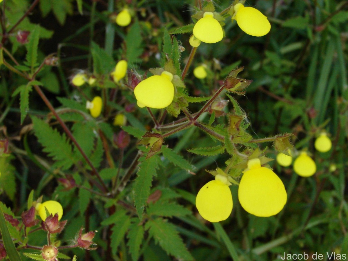 Calceolaria tripartita Ruiz & Pav.